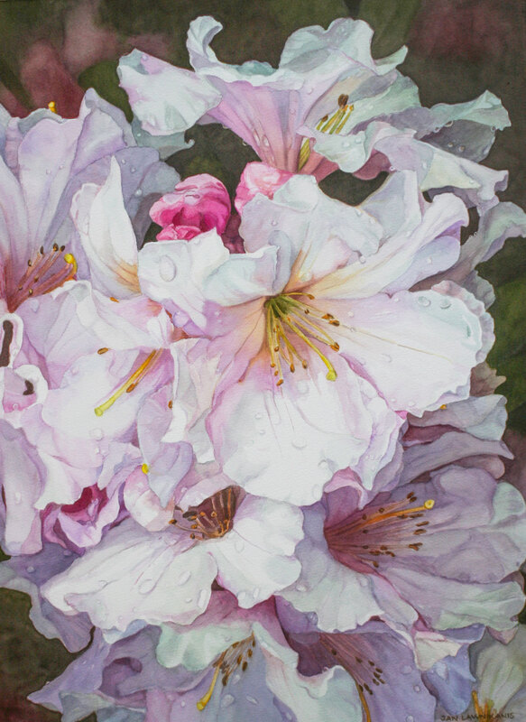 White rhododendrons with raindrops watercolour painting.
