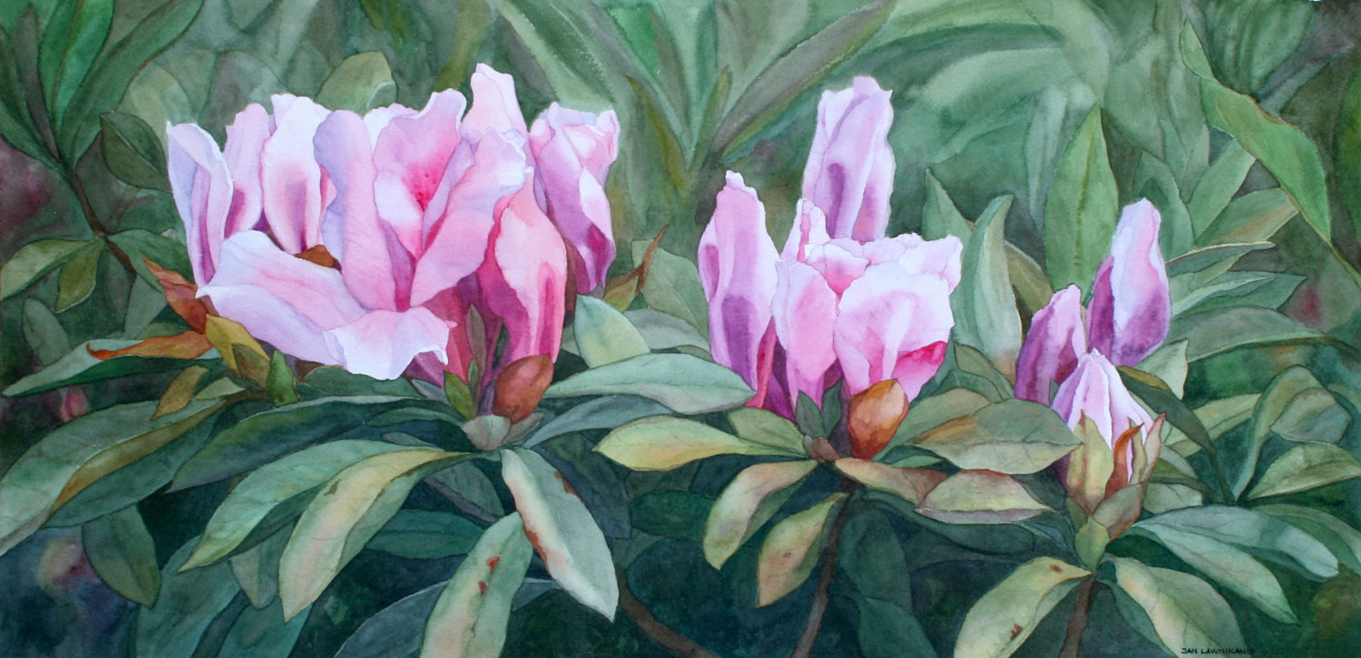 Pink azaleas, watercolour painting.