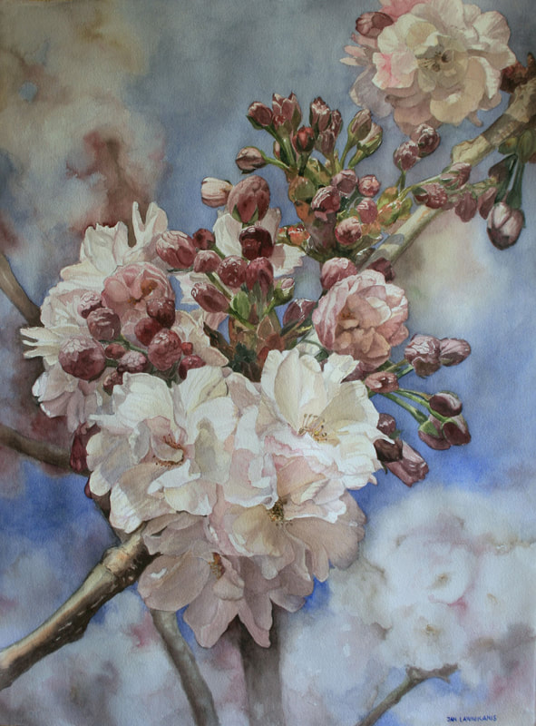 Pink and white fruit blossoms, watercolour