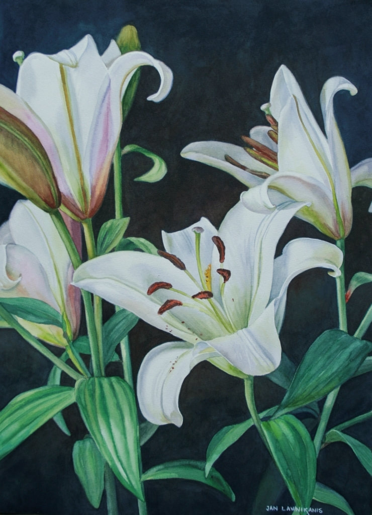 White oriental lilies, watercolour
