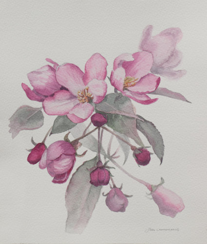 Pink crab apple blossoms watercolour painting.