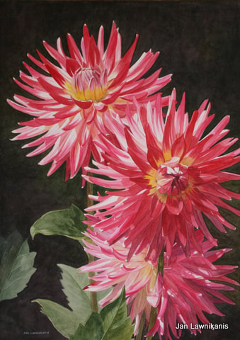 Pink Dahlias painted with watercolour