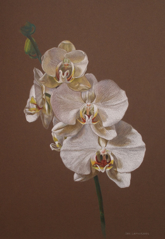 White orchids, colour pencil