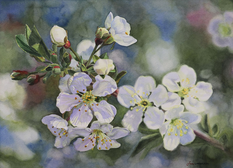 White Siberian crab apple blossoms painted in watercolour