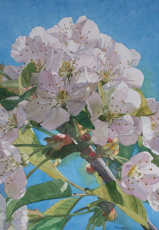 Apple blossoms watercolour painting.