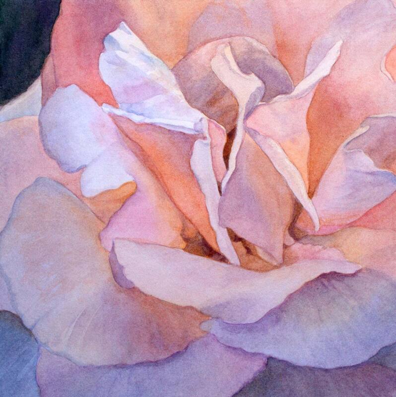 Pink rose close-up, watercolour