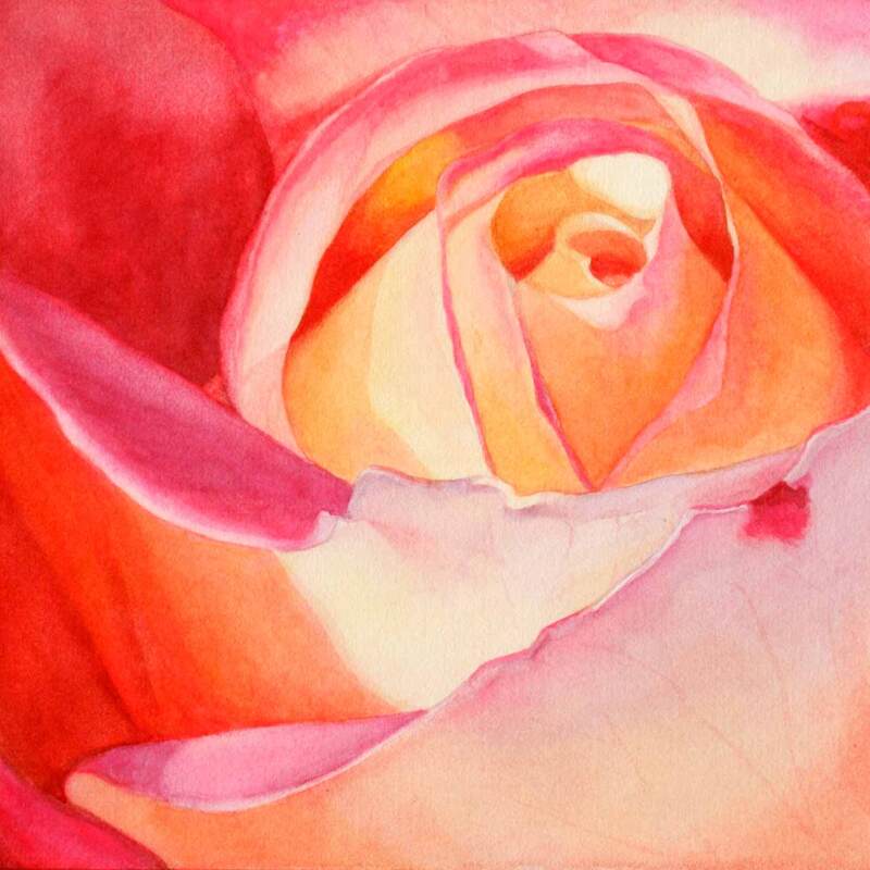 Pink and yellow rose close-up, watercolour