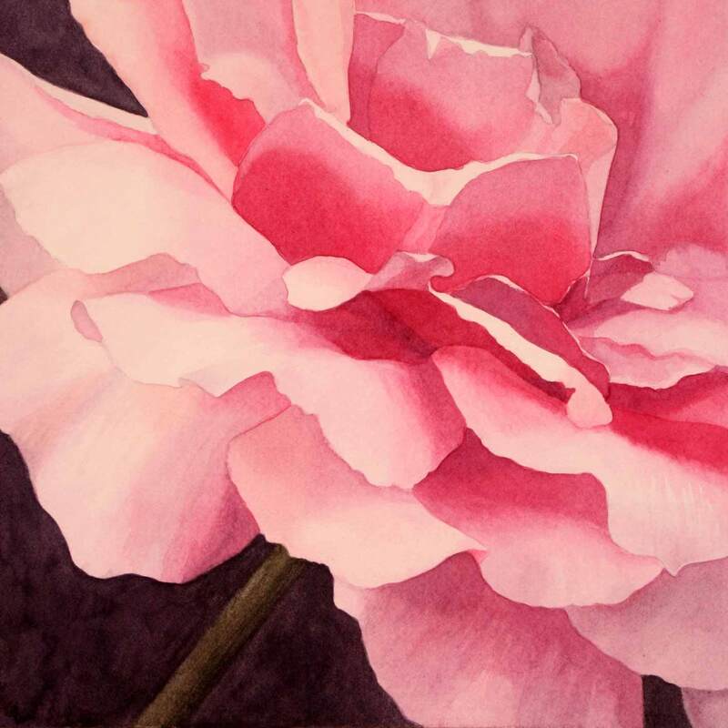 Pink rose 2 close-up, watercolour