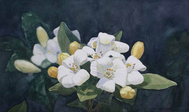 White Murraya blossoms watercolour painting.