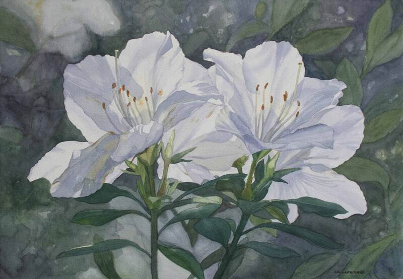 White azaleas, watercolour